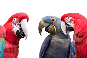 There are three parrots which are trained on computer and the owner of the shop explains. 1. The first parrot is expert in sending mails thru computer